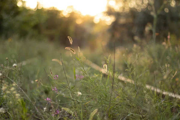 Yabani çiçekler ve yeşil çimenler. Ormanın arka planında batan güneşin ışığında.