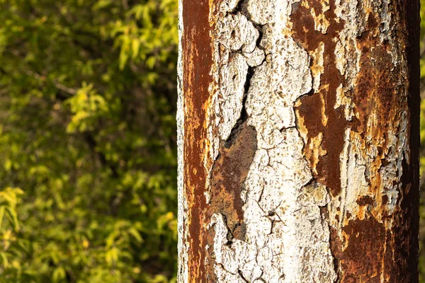 Doğanın arka planında boyası soyulan paslı metal bir boru. Bulanık arkaplan.