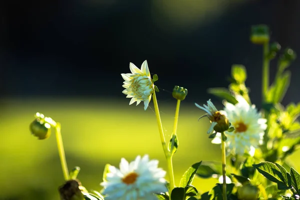 Beyaz çiçekler ve yeşil tomurcuklar. Yeşil çimlerin üzerinde.