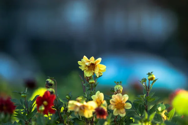 Sarı çiçekler bokeh arka planda yakın plan.