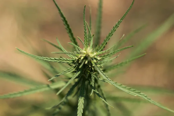 Yeşil renkli yabani kenevir yaklaş. Bulanık arkaplanı olan üst görünüm.