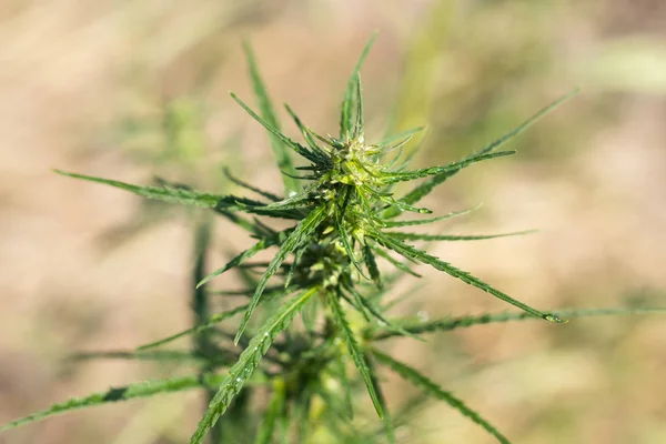 Yapraklar ve yabani kenevir kabukları yakın plan. Bulanık arkaplanı olan üst görünüm.