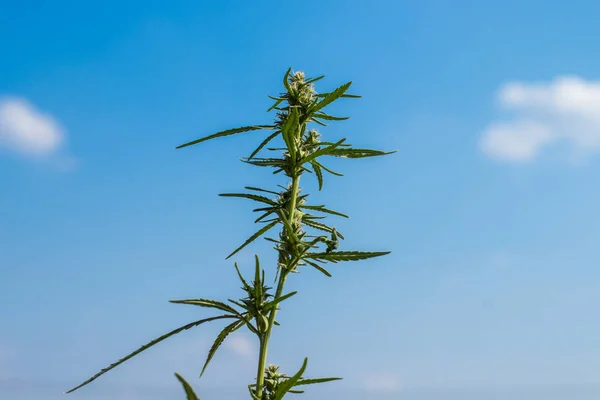 Yapraklar ve yabani kenevir kabukları yakın plan. Bulanık arkaplanı olan üst görünüm.