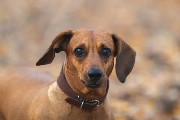 Ingwerdackel Hund Nahaufnahme Mit Verschwommenem Hintergrund — Stockfoto