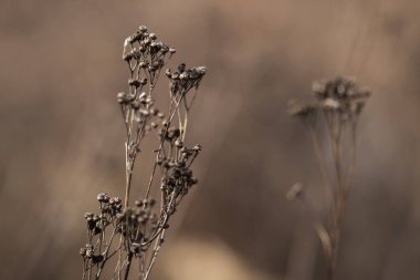 Çimenlerin üzerinde solmuş bir çiçek. Bulanık arkaplan.
