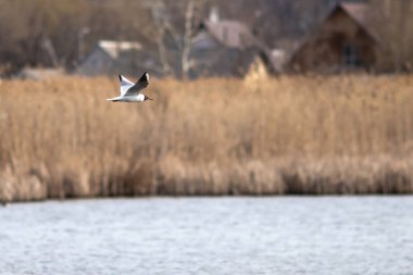 Mavi su ve sazlıkların arka planında uçan martı. Bulanık arkaplan.