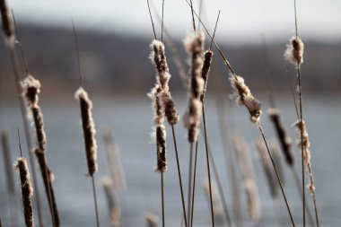 Nehirdeki sazlıklar ve uçan tüyler. Bulanık arkaplan.
