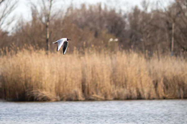 Nehir ve sazlıkların arka planında uçan bir martı. Bulanık arkaplan.