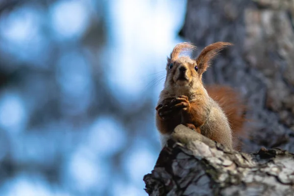 Kırmızı sincap çam ağacının gövdesinde oturup fındık yiyor. Bulanık arkaplan.