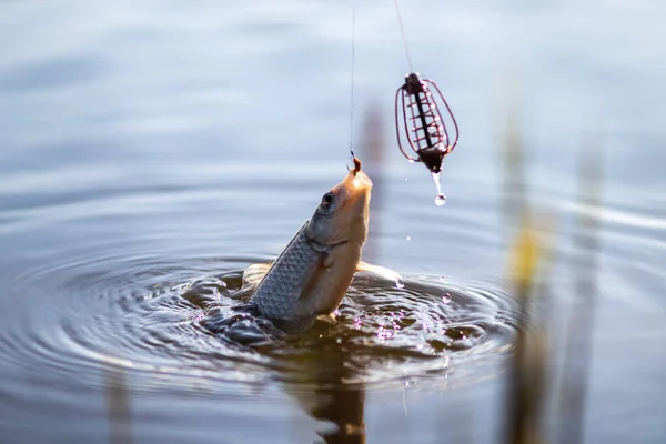 Sudan çıkartılırken oltaya balık takıldı. Bulanık arkaplan.