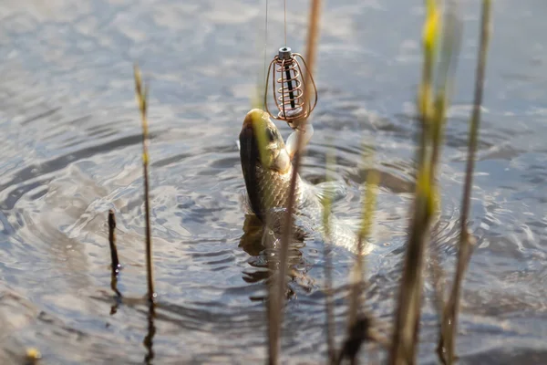 Menangkap Ikan Saat Memancing Sambil Ditarik Keluar Dari Air Dengan — Stok Foto