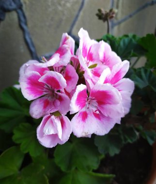 Pembe ve beyaz sardunya çiçeği.