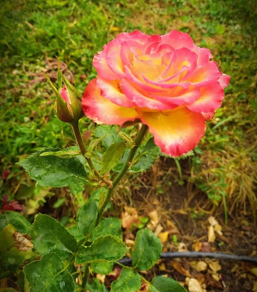 Rose bush. Salmon color.