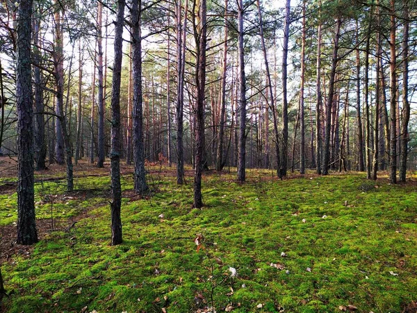 Красивый Белорусский Лес Осенью Природа — стоковое фото