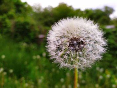 Yeşil arkaplanda beyaz karahindiba.