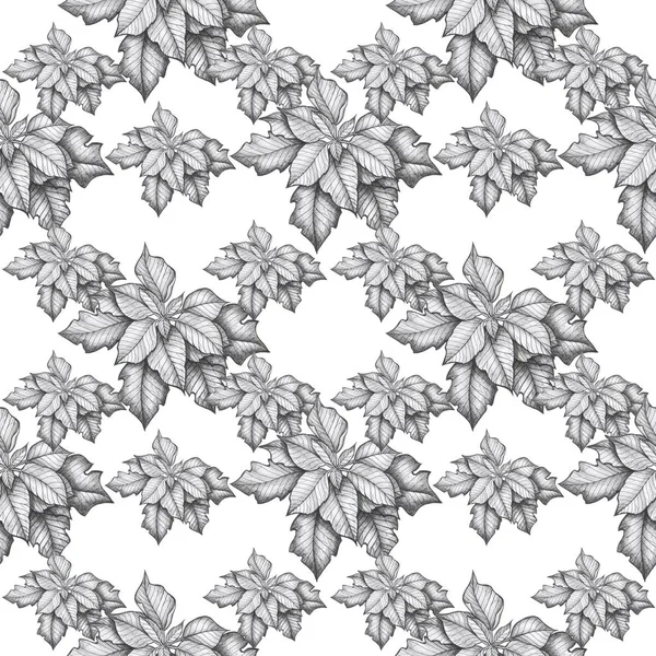 Pattern Poinsettia Flower Isolate Object Christmas Flower — Stock Photo, Image