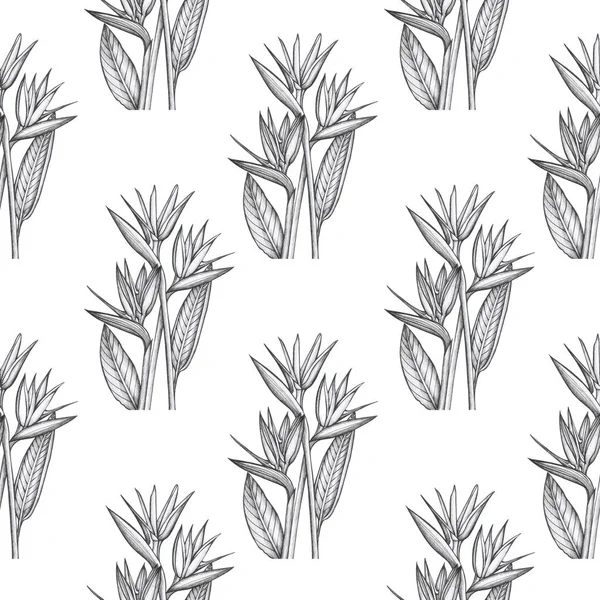 Strelitzia Pattern Isolate Object Pattern Tropical Wallpaper Fabric Making Gift — 스톡 사진