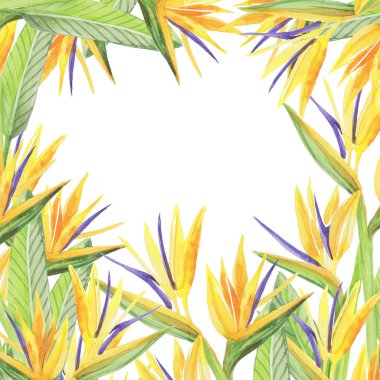 strelitziafram deseni nesneyi izole et Beyaz arkaplan