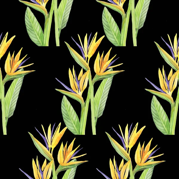 Strelitzia Pattern Frame Isolare Oggetto Sfondo Nero — Foto Stock