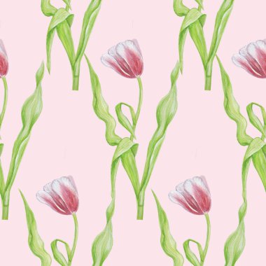 Lale desenleri suluboya pembe arkaplanı izole eder