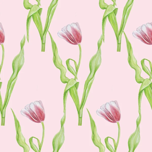 Tulips Pattern Isolate Watercolor Pink Background — Stock Photo, Image