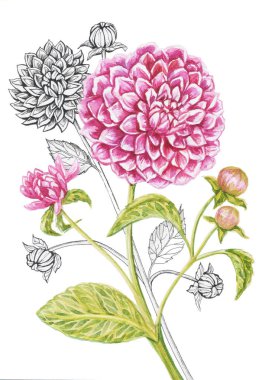 Dahlias kart desenli beyaz arkaplan nesneyi izole et