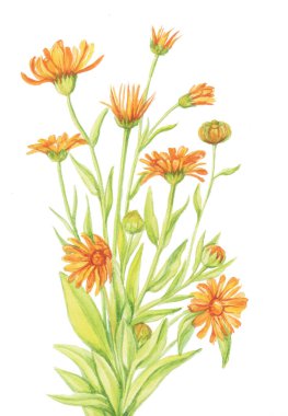 calendula desenli marigold beyaz arkaplan suluboya, nesneyi izole et