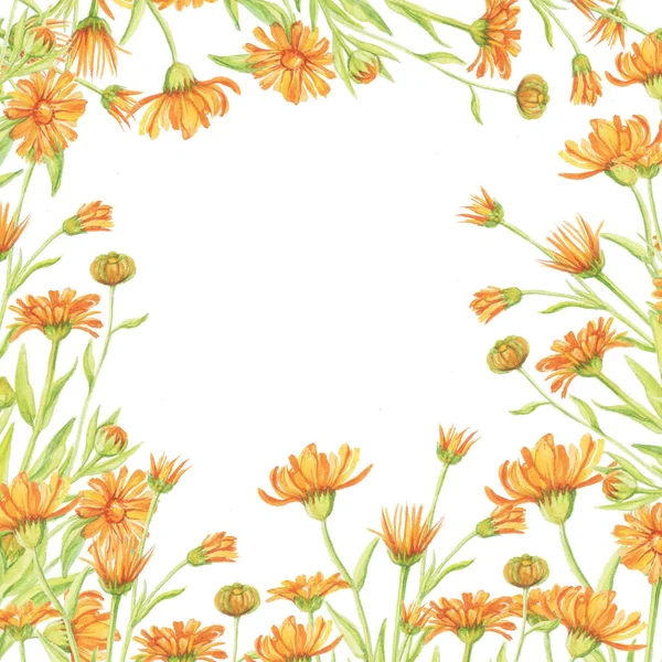 Ringelblumenmuster Weißer Hintergrund Aquarell Isolierter Objektrahmen — Stockfoto
