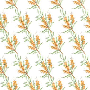 Kalıp deniz dikeni nesneyi izole et beyaz arkaplan