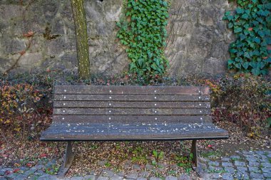 Sonbahar yaprakları ve ağaçlar