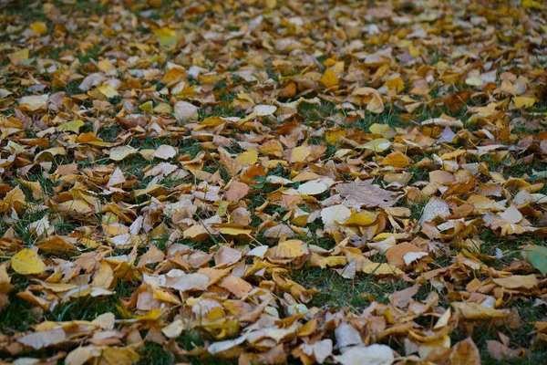 Autumn Day Leafs Trees — Stock Photo, Image