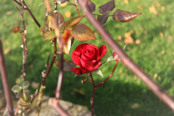 Bonita Rosa Roja Jardín Rosas Aislado — Foto de Stock