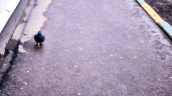 Pigeon Sur Chaussée Sur Couleur Rue — Photo
