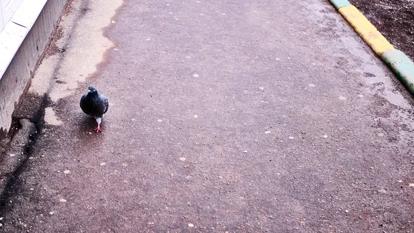 Pombo Pavimento Cor Rua — Fotografia de Stock