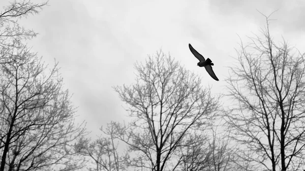 Mocow Renginde Uçan Güvercinler — Stok fotoğraf