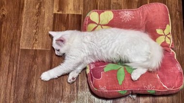 Beyaz kedi yastık renginde yatıyor.