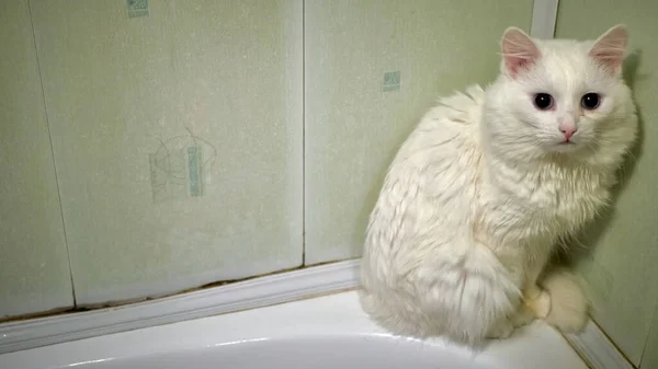 Cat Bathroom Color — Stock Photo, Image