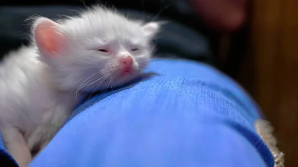 Biały Kotek Leży Kolanach — Zdjęcie stockowe