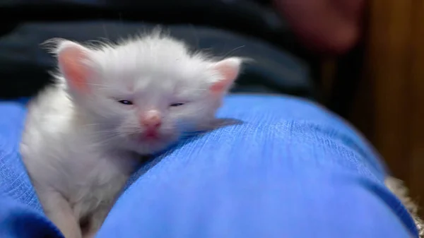 白い子猫は膝の上に横たわる — ストック写真
