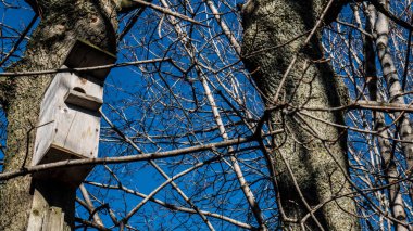 Kuşlar için kuş yuvası Mavi gökyüzü