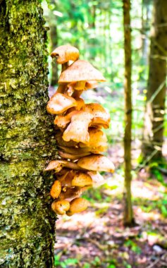 Bal mantarları ağaç renginde yetişiyor