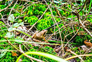 Bal mantarları ağaç renginde yetişiyor