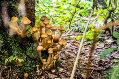 Bal mantarları ağaç renginde yetişiyor