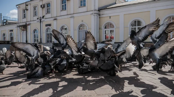 Flock Pigeons Landing — Stock Photo, Image