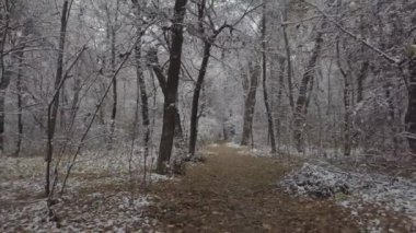 Kış ormanındaki bir dronun videosu.
