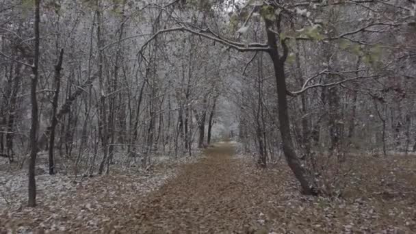 vidéo d'un drone dans la forêt d'hiver 