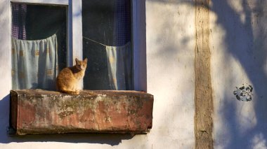 Pencere pervazındaki kedi burnu rengi