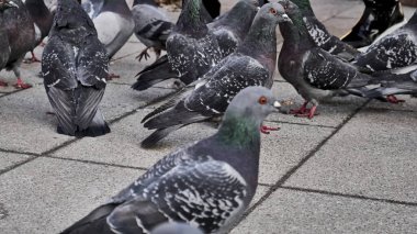 Sokak güvercini sürüsü. Yumuşak odaklanın.