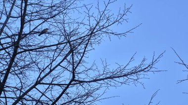 Thrush genel planın bir dalında oturuyor.