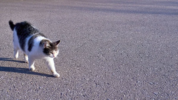 ホームレスの猫が通りの色で — ストック写真